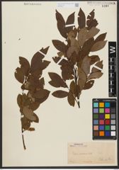 Foto von Salix silesiaca Willd.
